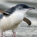 Real estate agents censured for failing to reveal coastal home’s penguin protection plan