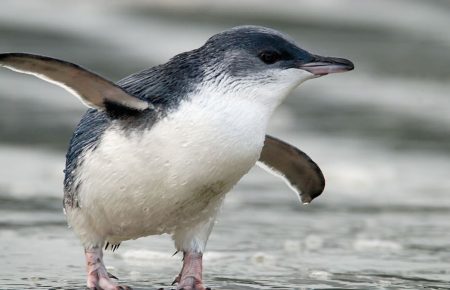 Real estate agents censured for failing to reveal coastal home’s penguin protection plan