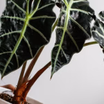 8 Exotic Plants That Make Your Home Look Luxurious