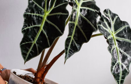 8 Exotic Plants That Make Your Home Look Luxurious